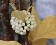 vignette Callicarpa bodinieri Magical Snowqueen