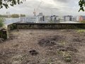 vignette Jardin Extraordinaire de Brest 2020 - 10 - Reynoutria japonica - Renoue