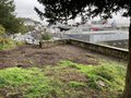 vignette Jardin Extraordinaire de Brest 2020 - 10 - Reynoutria japonica - Renoue