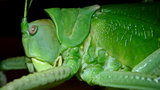 vignette Sauterelle cocotier (Pseudophyllanax imperialis)