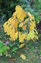 vignette Asimina triloba 'Sunflower'