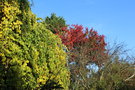 vignette Celastrus orbiculatus f. hermaphroditus & Acer rubrum 'October Glory'