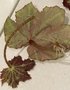 vignette Bouturage de feuilles de Begonia