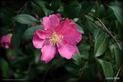 vignette Camellia sasanqua de semis p