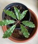 vignette Begonia carolineifolia