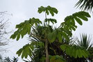 vignette Brassaiopsis mitis / Araliaceae