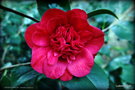 vignette ' ANEMOCRIMSON ' camellia japonica