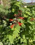 vignette Jardin Extraordinaire de Brest 2020 - 11, Salvia gesneriiflora 'Tequila'
