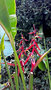 vignette heliconia schiedeana