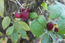 vignette Rubus idaeus cv.