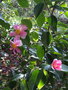 vignette Camellia sasanqua 'Yume'