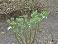 vignette Kleinia neriifolia, Fuerteventura
