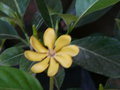 vignette Gardenia tubifera, Sri Lanka