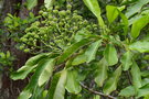 vignette Myodocarpus involucratus