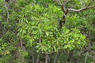 vignette Myodocarpus involucratus