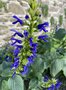 vignette Jardin Extraordinaire de Brest 2020 - 12 - Salvia mexicana 'Limelight' - Sauge