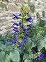 vignette Jardin Extraordinaire de Brest 2020 - 12 - Salvia mexicana 'Limelight' - Sauge