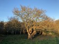 vignette Quercus robur - Le chêne aux mille visage vallée du Restic à Brest