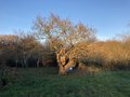 vignette Quercus robur - Le chne aux mille visage valle du Restic  Brest