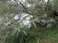 vignette Salix rosmarinifolia