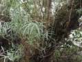 vignette Salix rosmarinifolia