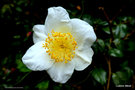 vignette Camellia japonica de semis  fleurs simples blanches