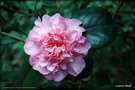 vignette Camellia japonica de semis à floraison précoce ou hative , dans ma jungle