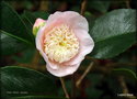 vignette Camélia' PINK TINSIE ' camellia japonica  à fleurs miniatures