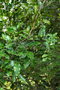 vignette Archidendropsis paivana ssp. balansae