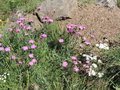 vignette Dianthus seguieri ssp pseudocollinus ?