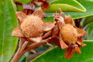 vignette Tristaniopsis guillainii var. balansana