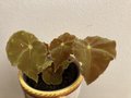 vignette Begonia  identifier X7
