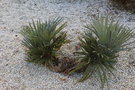 vignette Trithrinax campestris / Arecaceae / Argentine