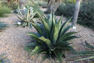 vignette Agave gentryi 'Jaws'