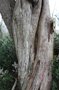 vignette Juniperus sp. (Beaupréau, Maine-et-Loire)