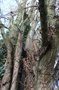 vignette Populus nigra 'Italica'