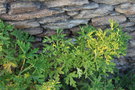 vignette Pelargonium cv. (Pornic, Loire-Atlantique)