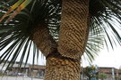 vignette Yucca rostrata (Saint-Nazaire)