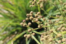 vignette Eryngium agavifolium