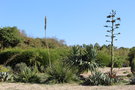 vignette Agave stricta & Agave neomexicana