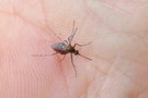 vignette Moustique (Aedes vigilax)