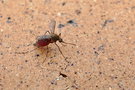 vignette Moustique (Aedes vigilax)