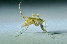 vignette Moustique (Aedes alternans)