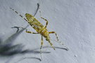 vignette Moustique (Aedes alternans)