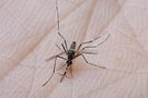 vignette Moustique (Aedes aegypti mle)