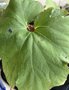 vignette Begonia emeiensis