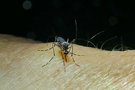 vignette Moustique (Aedes notoscriptus)