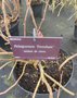 vignette Pelargonium crispum 'Frensham'