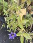 vignette Passiflora caerulea 'Purple Haze' - Passiflore