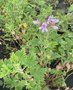 vignette Pelargonium crispum 'Frensham'